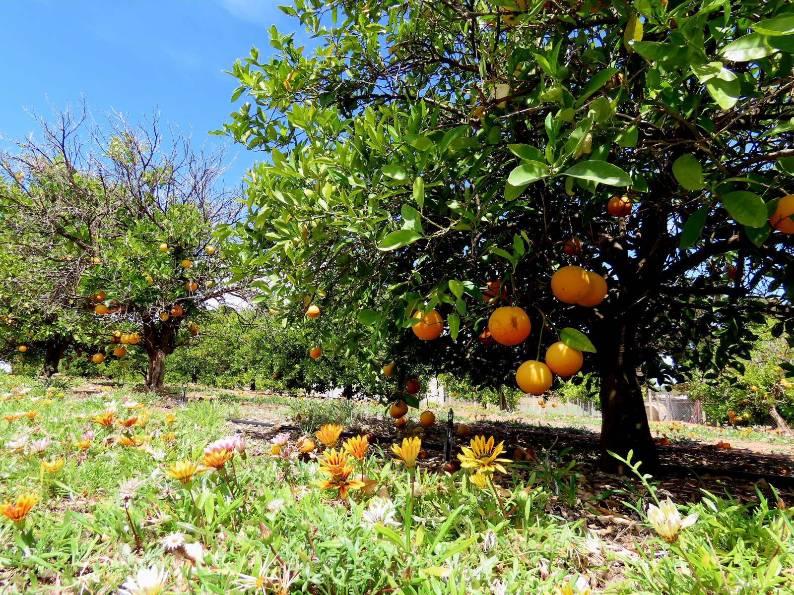 Page Header Image